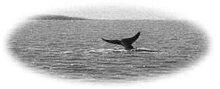 Vor bemer der kung Autorin Wenn man von Walen spricht, stellt man sich meistens etwas sehr Großes vor. Der große Pottwal zum Beispiel kann länger als 15 Meter werden und mehr als 36 Tonnen wiegen.