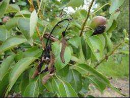 Apfel, Sorte Pinova; Blüten-/ Fruchtinfektion; LELF Apfel, Sorte