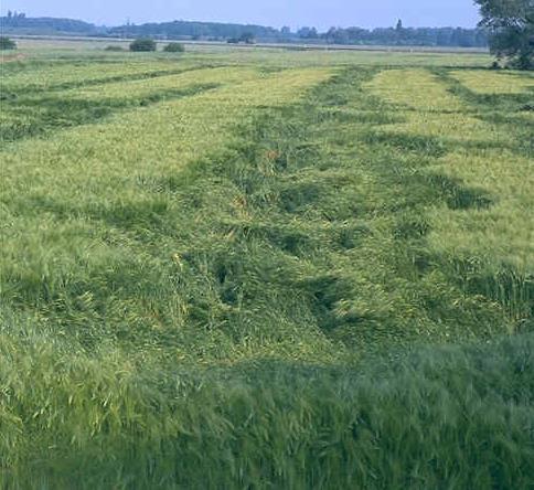 Streutechnik: Ungleichmäßige Düngerverteilung Ertragsverluste bei Weizen in Abhängigkeit