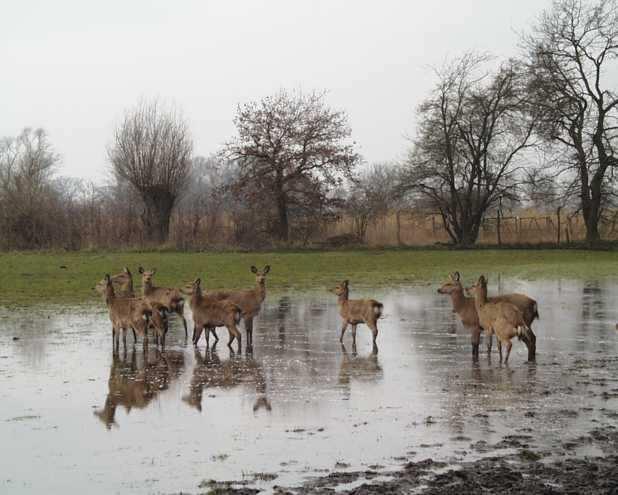 Ohne Not und Druck stehen die Tiere unabhängig von der Jahreszeit im Wasser Tabelle 2: Bestandsentwicklung und -aufbau der Herde 1999 2004 2005 2008 2009 Alttier 4 18 21 35 40 Schmaltier 2 5 12 8 13