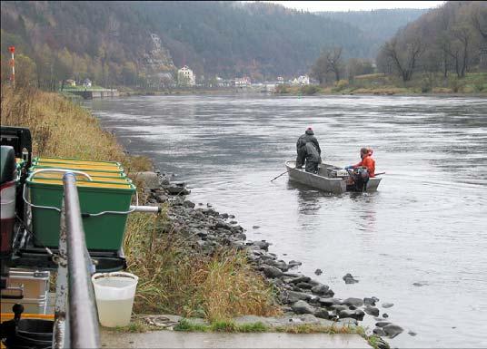 Befischung der sächsischen im November 2004 3 Abb.