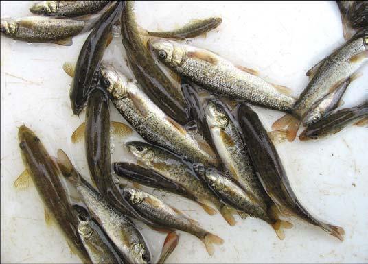Befischung der sächsischen im November 2004 7 Abb. 7 Barben der Altersgruppe 0+ aus der bei Prossen 5. Meißen Während der 6 Fangfahrten im Bereich Meißen (Fangprotokoll-Nr.