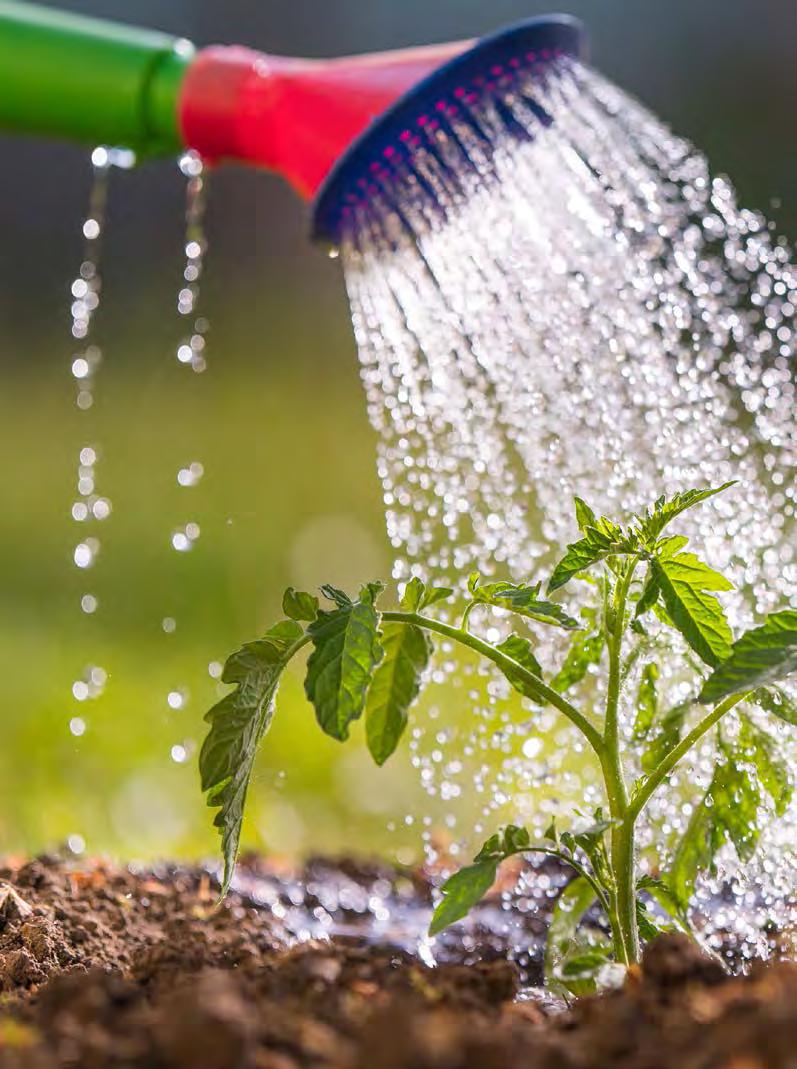 Mit Regenwasser für die Gartenbewässerung lässt sich teures Trinkwasser einsparen. Auch die Pflanzen mögen Regenwasser besonders gern, da es viel weicher und kalkfreier ist als Trinkwasser.