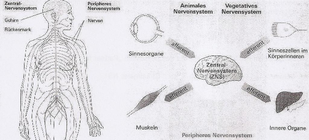 Neurobiologie die Gliederung des menschlichen Nervensystems unter Verwendung der Fachbegriffe beschreiben können Nach Bau: - Zentralnervsystem (ZNS) besteht aus Gehirn und Rückenmark - periphere