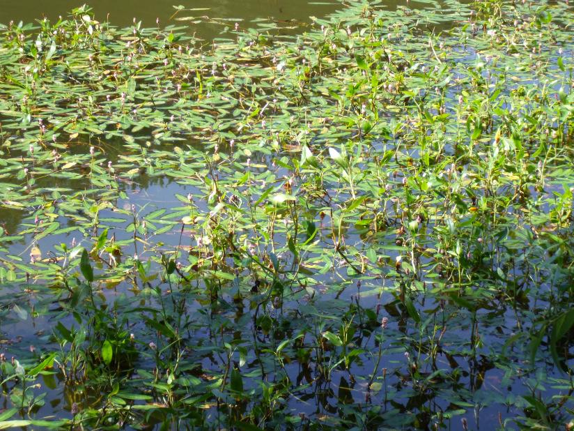 Persicaria - Verwandte am Lac im