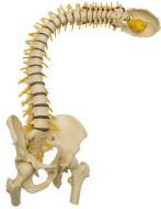 Rückenschmerzen = Volksleiden 2 Interventionelle Diagnostik (und Therapie) Möglichkeiten und Chancen der interventionellen
