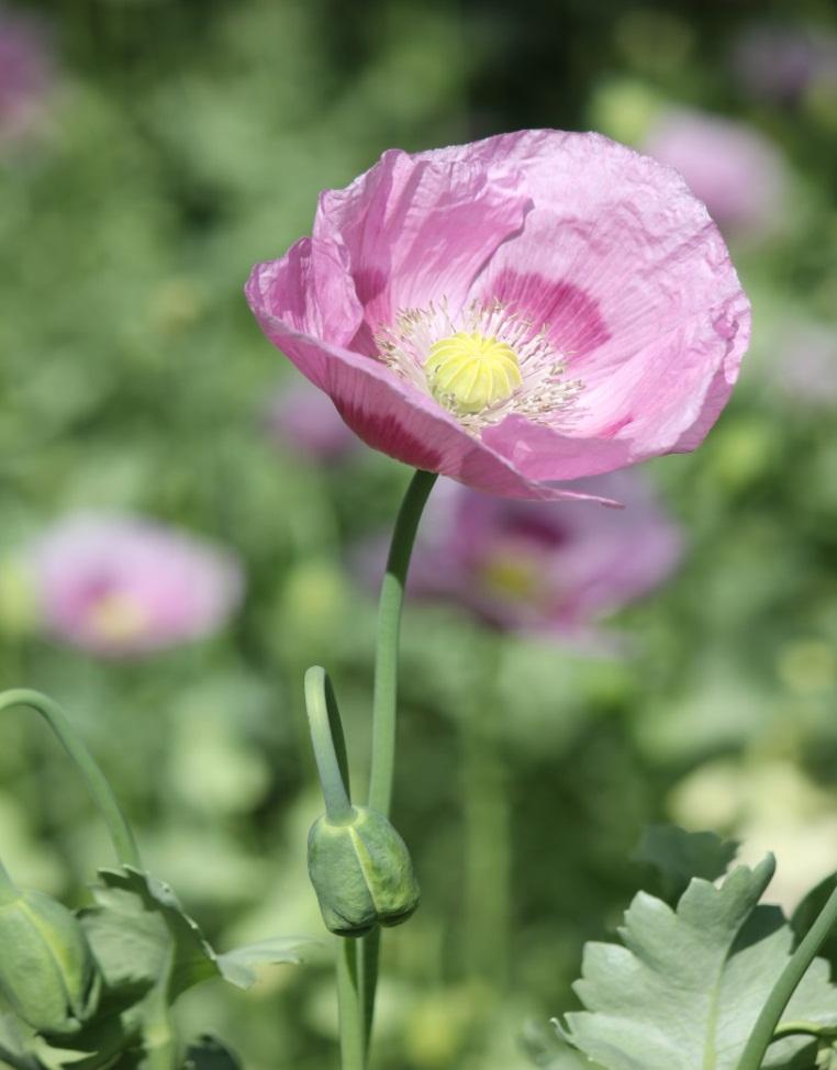 Opiate und Opioide Papaver