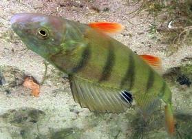 Sauerstoffgehalt anbelangt -) Der Flussbarsch ist ein typischer Standfisch, vorzugsweise in