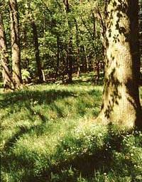 Waldlebensraum
