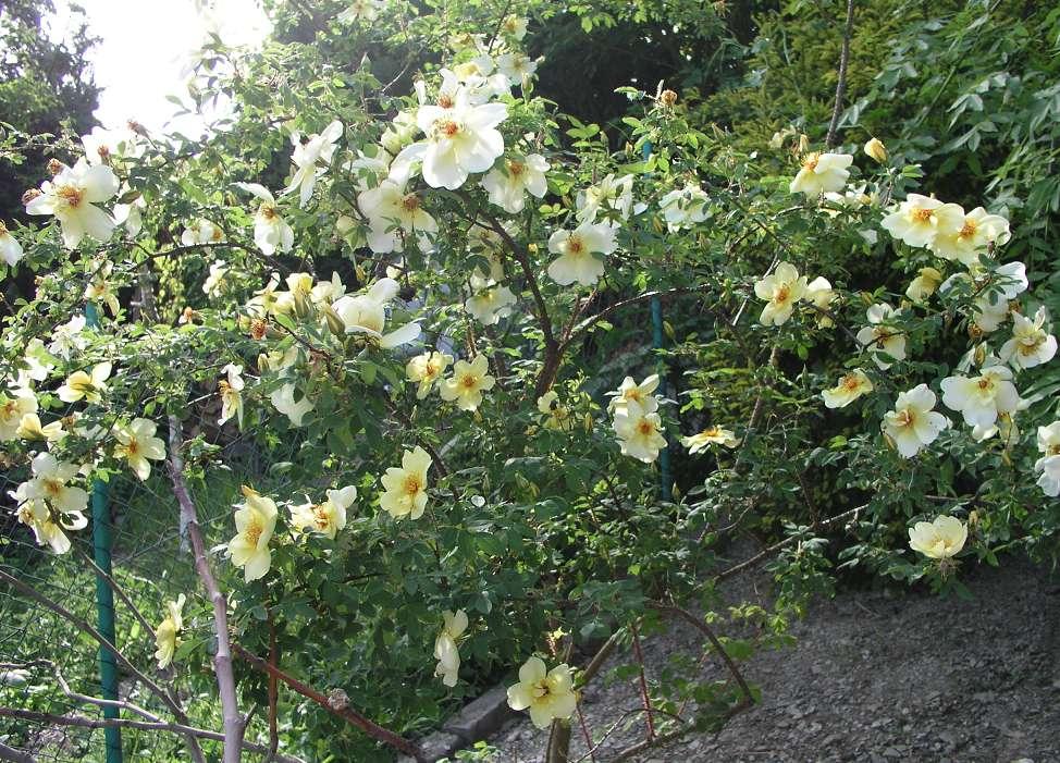 Strauchrose Frühlingsgold im Steillagengarten von Christian Lenz; bei der