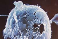 Wirkung zytotoxischer T Zellen