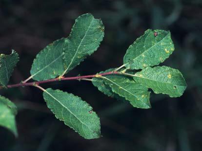 68 Zander:... Identifizierung ausgewählter Vertreter der Gattung Salix L. im NO-deutschen Tiefland.