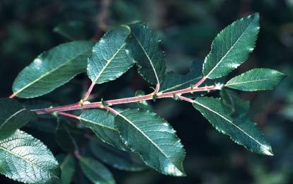70 Zander:... Identifizierung ausgewählter Vertreter der Gattung Salix L. im NO-deutschen Tiefland... Nervatur deutlich hervor. Der Blattrand ist unregelmäßig drüsig gezähnt bis gesägt.