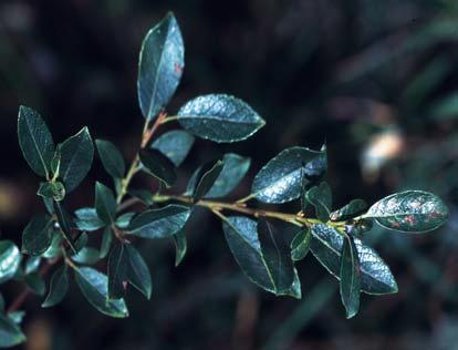 Die Blätter sind oberseits mehr oder weniger kurz matt-filzig, unterseits silbrig-filzig behaart (Haare größtenteils parallel zum Mittelnerv, anliegend).