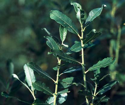 72 Zander:... Identifizierung ausgewählter Vertreter der Gattung Salix L. im NO-deutschen Tiefland... Salix caprea cinerea (S. reichardtii KERN.