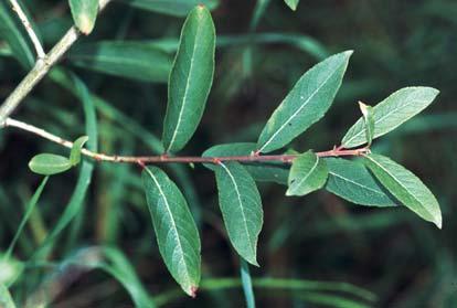 74 Zander:... Identifizierung ausgewählter Vertreter der Gattung Salix L. im NO-deutschen Tiefland... Triebe sind rotbraun bis graubraun gefärbt und kurz samtig behaart, ältere Zweige sind kahl.