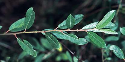 Mittelhoher dicht buschiger Strauch, mit kurzen kräftigen, teilweise sparrigen Ästen. Salix cinerea purpurea (S. pontederana WILLD.