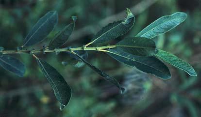 Die Blätter sind oberseits dunkelgrün, schwach glänzend und kurz behaart, später kahl (Abb. 30). Die Blattunterseite erscheint grau bereift, nur die Blattspitze ist deutlich kräftig grün.