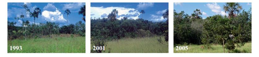 3. NACHHALTIGKEIT BEI FABER-CASTELL - Schutz der Biodiversität - Projekt Arboris Anpflanzung 40.