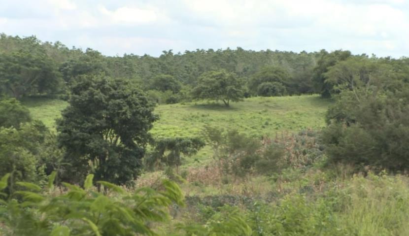 3. NACHHALTIGKEIT BEI FABER-CASTELL - Forstprojekt in Kolumbien - Die Vereinten Nationen zertifizierten das Projekt 2012 für das Programm Mechanismus für umweltverträgliche Entwicklung (CDM - Clean