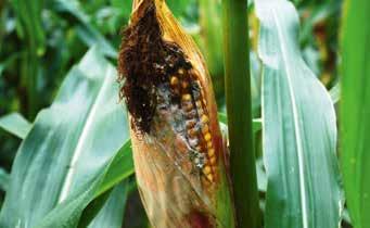 Erst mit genauer Bestimmung der einzelnen Krankheiten in Mais konnten dann auch schon in früheren Jahren aufgetretene Symptome zugeordnet werden.