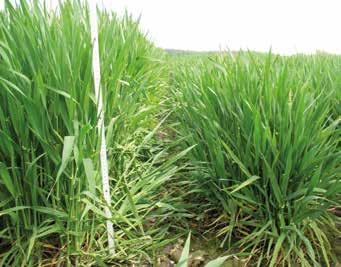 Getreide Empfehlung zum Einsatz von Wachstumsreglern Getreide Die Belastung für die Getreidehalme ist stetig gestiegen.