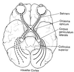 Abbildung der Umwelt Rezeptoren Zapfen in der Mitte (Fovea) Stäbchen an der Peripherie Blinder Fleck am Ausgang zum Sehnerv Gehirn Auge (Bildquellen: Goldstein, Wahrnehmungspsychologie, Spektrum