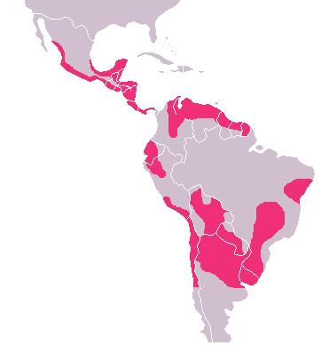 Chagas-Krankheit: Epidemiologie Zoonose, endemisch in Lateinamerika 8 Millionen