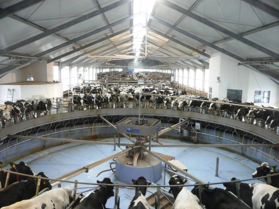 Zeitgemäße Stallkonstruktionen und Belüftungssysteme für Milchviehställe