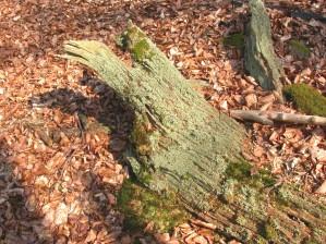 Cladonia parasitica auf Totholz von Eiche, auch auf Stubben in Hessen zerstreut