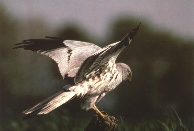 Sicherung europäischer Vogelschutzgebiete (VSG) 52 LNatSchG-E (Stand: Juni 2015) 52 Abs. 1 LNatSchG-E: Bezugnahme auf die bekannt gemachten VSG (MBl. NRW.2005, S. 66) Schutz nach Maßgabe d. 52 Abs. 2 LNatschG-E 52 Abs.