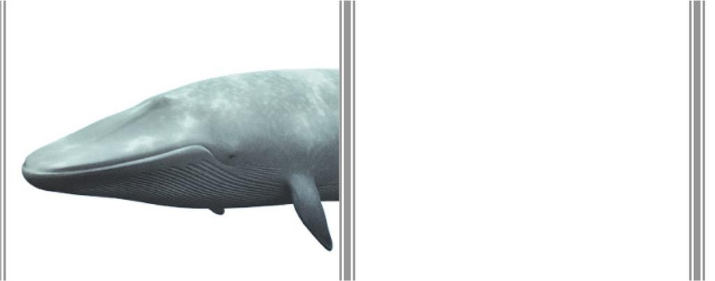 Seehund Blauwal Strauß 5 m