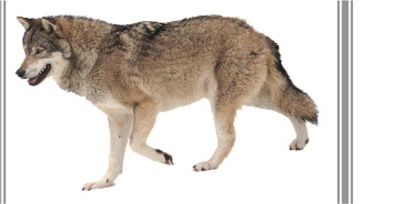 Leguan Braunbär Wolf