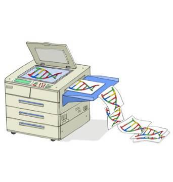 Vermehrung von DNA-Stücke PCR