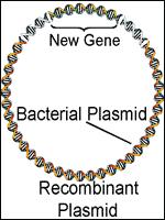 Plasmide Ein Plasmid ist ein unabhängiger ringförmigen DNA-Faden (z.b. von einem Bakterium) Träger verschiedener Gene.