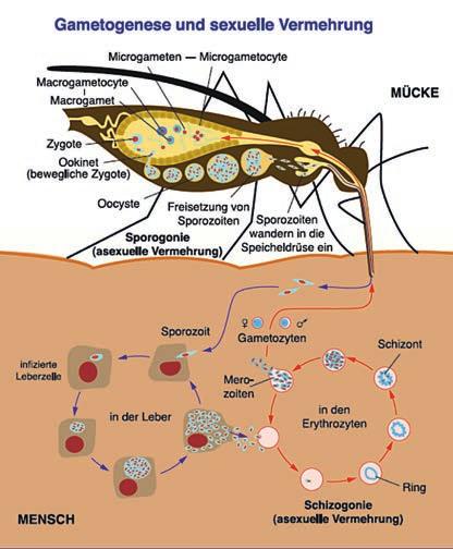 Durch den Stich einer infizierten Mücke gelangen mit dem Speichel Sporozoiten (einkernige Sichelkeime) in die menschliche Blutbahn.