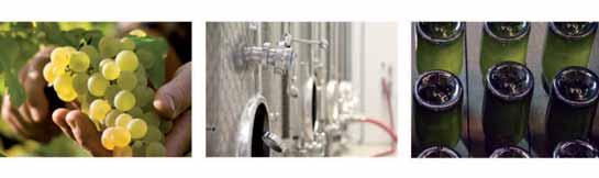 81 Wein- und Sektkellereien Leistungsstarke Traubenerfassung Individuelle Anbauberatung im Weinberg Fachkundige Weinbereitung im Keller Erzeuger-