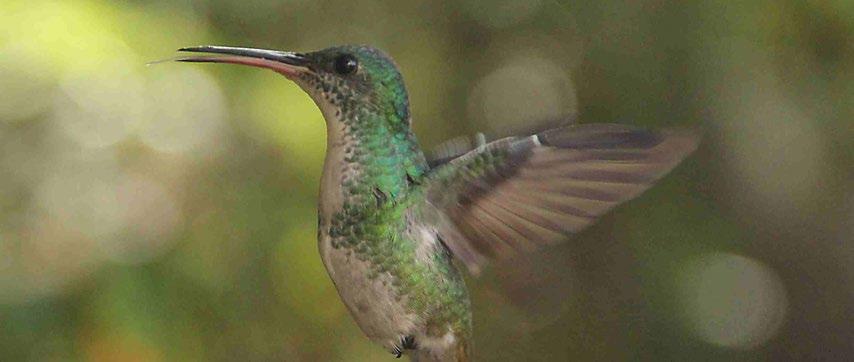 14 Ziele gemeinsam umsetzen Kolibris erfüllen als Pflanzenbestäuber eine wichtige Rolle für die Erhaltung tropischer Wälder.