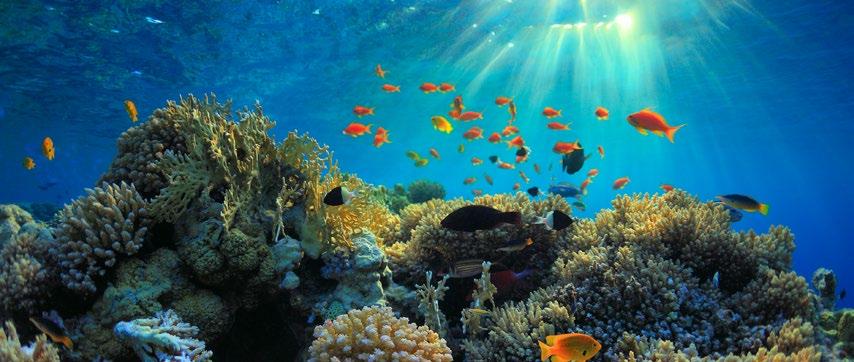 34 Ziele gemeinsam umsetzen Korallenriffe sind nicht nur Lebensraum unzähliger Tiere und beliebtes Tauchziel sie sind auch die erste Ver teidigungs linie gegen eintreffende Wellen, Stürme und einen