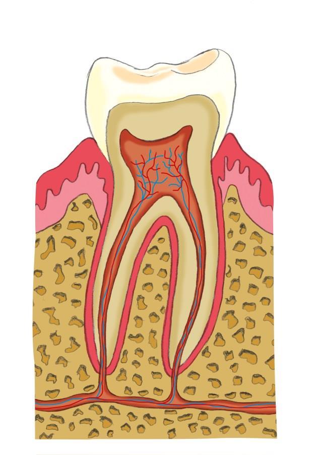 1. Anatomie des Zahnes Teile des