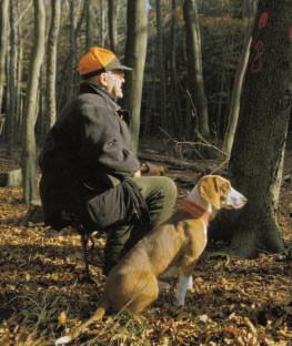Foto: Michael Migos auf der frischen, warmen Spur genügt, soll der eigentliche Laufhund noch auf der erkaltenden Hasenspur ununterbrochen läuten.