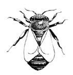Wie nennt man die männlichen Bienen? 5. Wie heißen die Menschen, die Bienen halten und pflegen? 6. Wie nennt man das große Volk, in dem eine Honigbiene lebt? 7.