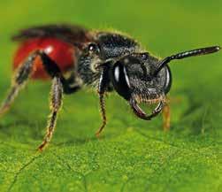 WAS SIND WILDBIENEN I Wildbienen in Deutschland Wildbienen erkennen! Lebensweise. Kuckucksbienen. Die meisten Wildbienenarten lassen sich leicht an ihrer pelzigen Behaarung erkennen.