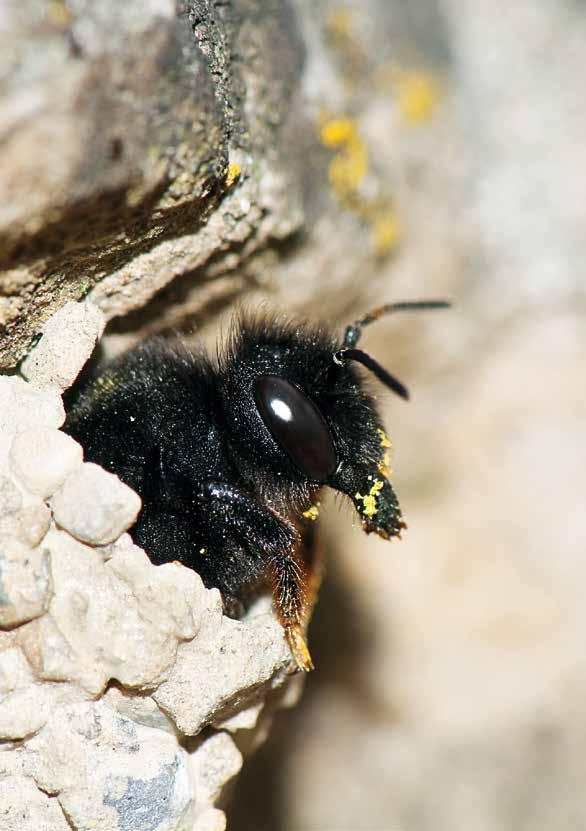 WAS SIND WILDBIENEN I Wildbienen in Deutschland Nistansprüche. Nahrungsansprüche. Bei ihrer Nistplatzwahl sind Wildbienen hoch spezialisiert.