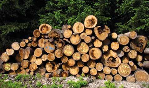 40 41 5.4 Bilanz Zuwachs/Nutzung Wie Abbildung 28 zeigt, wurden nur ca. 70 bis 80 % des Holzzuwachses genutzt. Die durchschnittlichen Holzvorräte sind weiter angestiegen.
