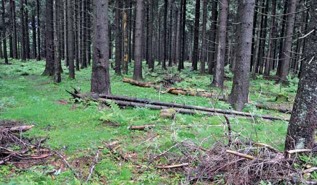 50 51 8. Ökologische Strukturmerkmale 8.1 Totholz Totholzmenge, -art und -zustand sind im Wald wichtige Kriterien für Naturnähe und Artenvielfalt.
