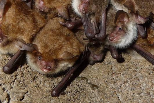 Jahresbericht 4 Bartfledermäuse Kleine Bartfledermäuse und Große Bartfledermäuse (Myotis mystacinus und Myotis brandtii) werden im Winterquartier nicht voneinander unterschieden Folgende Zahlen