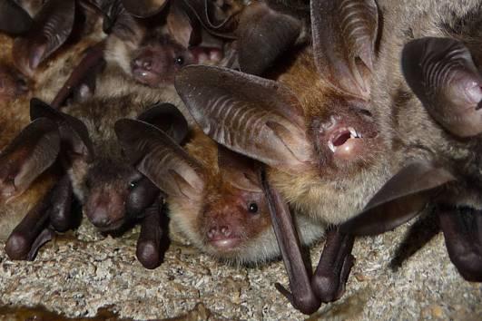 Jahresbericht 4 Bechsteinfledermaus Die Bechsteinfledermaus (Myotis bechsteinii) ist die häufigste Art im Oberurseler Stadtwald und nach bisheriger Kenntnis im gesamten Waldgebiet des