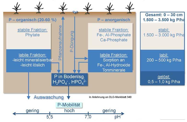 Abb.1: Phosphor im Mineralboden (Ackerkrume) (in Anlehnung an DLG-Merkblatt 34