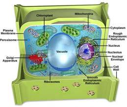 Zytoskelett: Actinfilamente, Mikrotubuli; zur Formerhaltung, beteiligt an der Zellpolarität Plasmamembran: Zellmorphologie, Schutz,